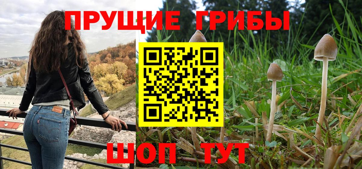 Старая Купавна  Псилоцибиновые грибы Psilocybine cubensis  Вход с VPN 